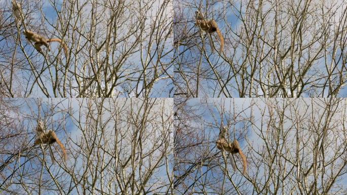 在爱丁堡动物园，一对冠冕狐猴 (Eulemur coronatus) 在一棵树的树冠周围微妙地攀爬，