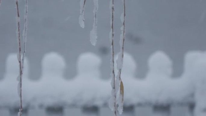 积雪覆盖的柳枝在微风中摇曳的特写镜头，背景中飘着小雪