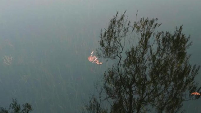 森林在河流中的倒影，树木随着水波摇曳，水草在水下可以清晰地看到，4k慢镜头。