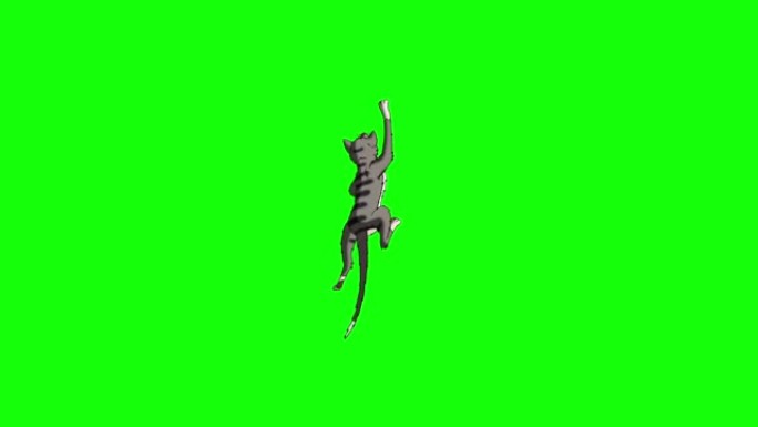 灰色虎斑猫跳跃和爬上色键高清