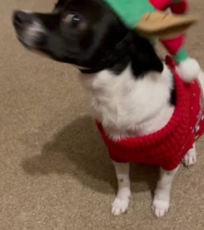 为圣诞节打扮的救援犬