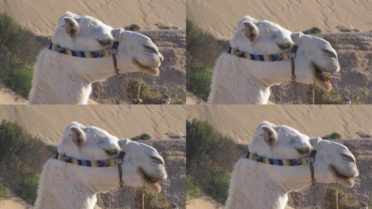 骆驼在非洲摩洛哥沙漠上的地面上咀嚼食物