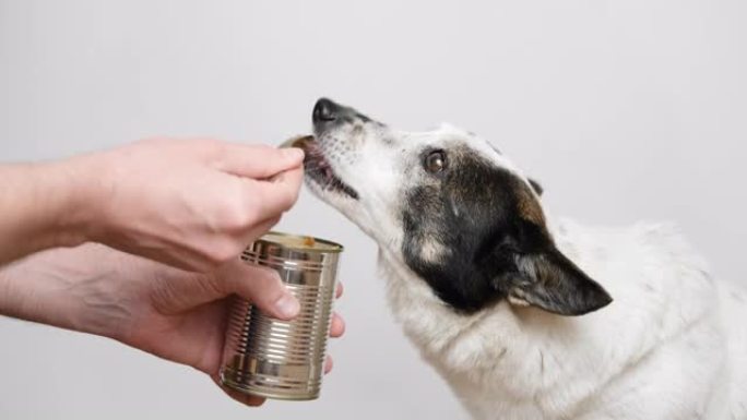 可爱的黑白狗是由主人用勺子喂养的罐头食品。特写。
