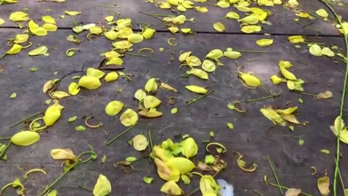 雨后掉落的花瓣在地上