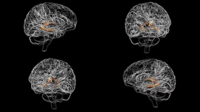脑脉络丛脑半球解剖医学概念三维动画