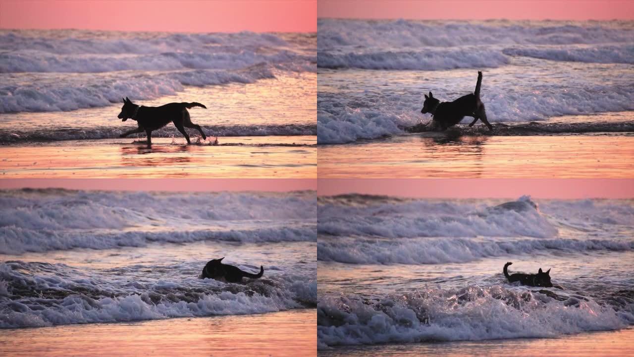 慢动作视频，狗在沙滩上追着球朝着水浪奔跑。