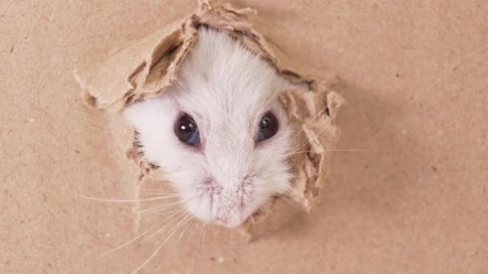 一只小Dzungar仓鼠在纸板箱上咬了一个洞。