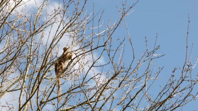 一只冠冕狐猴 (Eulemur coronatus) 在树冠周围微妙地攀爬，吞噬着树芽，而乌鸦则坐在