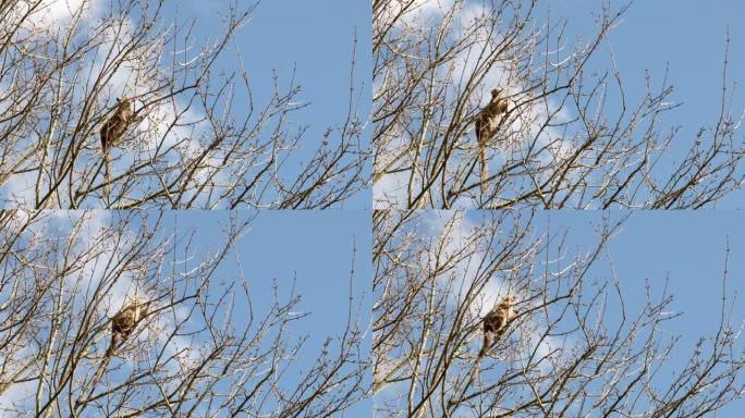 一只冠冕狐猴 (Eulemur coronatus) 在树冠周围微妙地攀爬，吞噬着树芽，而乌鸦则坐在