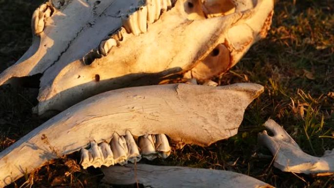 牛的头骨，化石的牛头骨和牙齿，牛头特写，