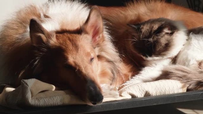 疲惫的狗和猫在阳光明媚的下午躺在床上，粗糙的牧羊犬和布娃娃猫在家里友好地生活在一起，4k慢动作镜头，