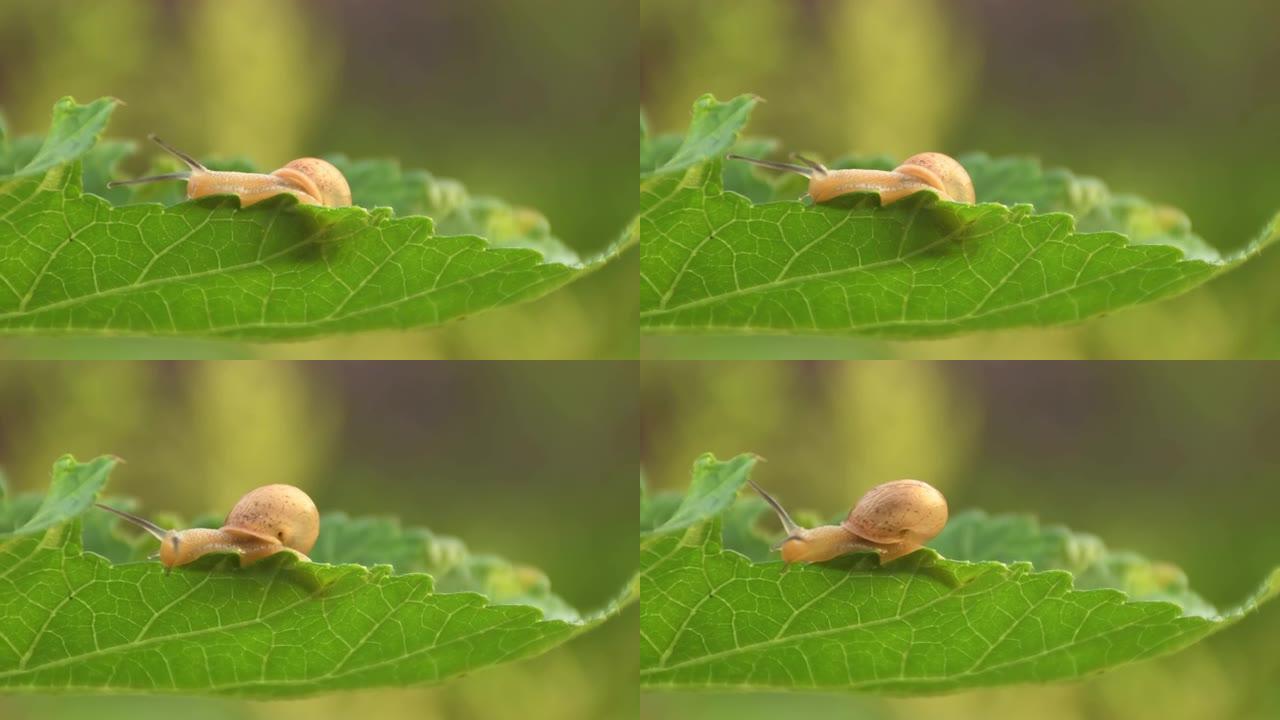 一个可爱的小花园蜗牛的特写镜头在模糊的背景上郁郁葱葱的绿叶上滑动