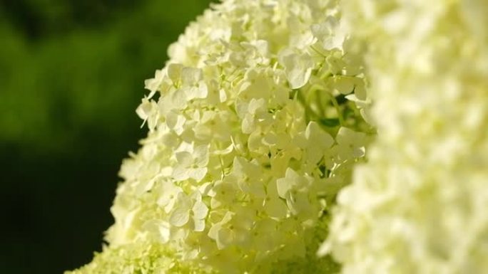 奇妙绽放的白绣球arborescens，俗称光滑绣球，花园中的野生绣球。午后阳光下白色绣球花的特写。