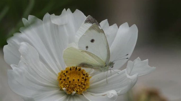 芥菜粉蝶也称为卷心菜蝴蝶，卷心菜白，卷心菜蛾。