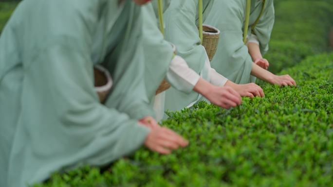 茶叶茶山茶园采茶晒茶