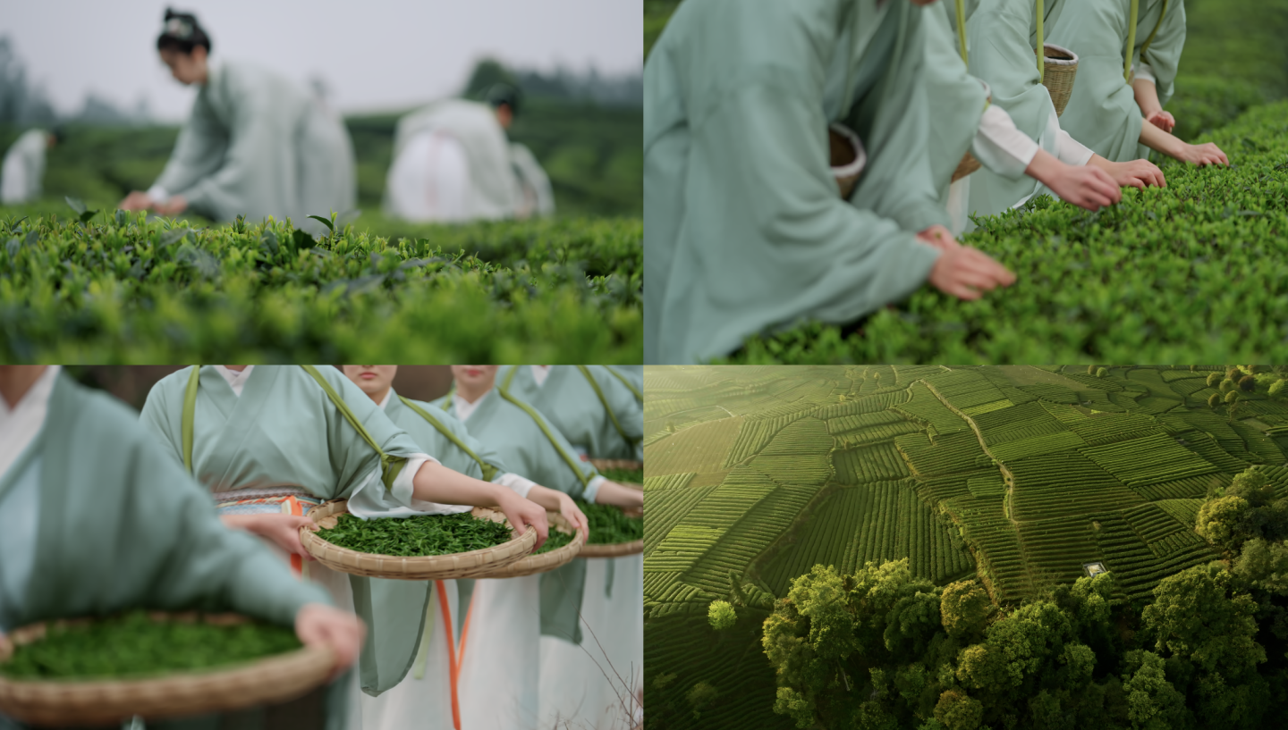 茶叶茶山茶园采茶晒茶