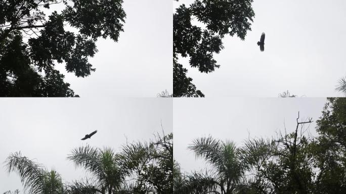 高清灰暗天空背景下的棕榈树上方飞翔的鸟