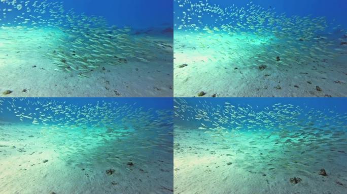 埃及红海黄鳍金枪鱼乌鱼浅滩4k分辨率复制空间