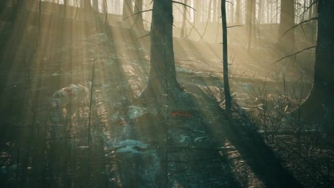 森林大火与倒下的树木被烧成地面