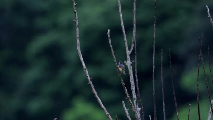 斯里兰卡普林斯树枝鸟类小鸟