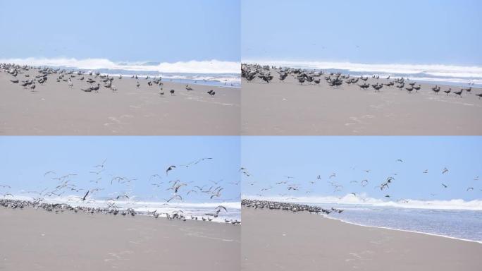 美丽的鸟儿在海浪冲刷的海滩上飞翔