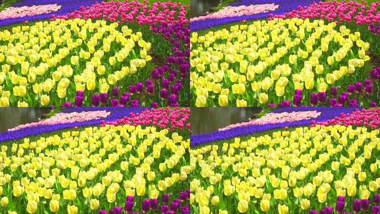 五颜六色的郁金香花田。春天，大自然。