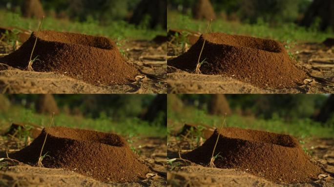 带有球形锥体的蚂蚁山由从地面挖掘的土壤和沙子组成。黑蚂蚁在棕色的土地或地面上挖洞的特写视图。
