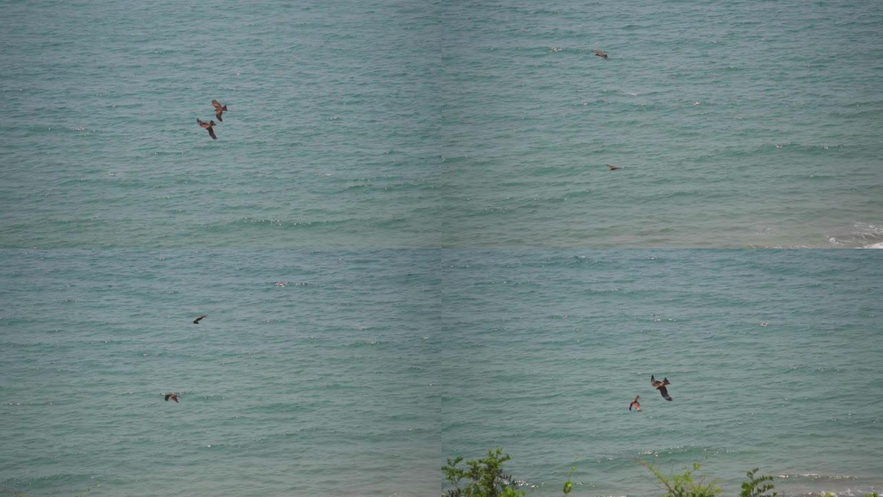 从印度果阿的Chapora堡垒看到，两只老鹰在蓝色的阿拉伯海前方战斗。老鹰为它的食物而战。老鹰在空中