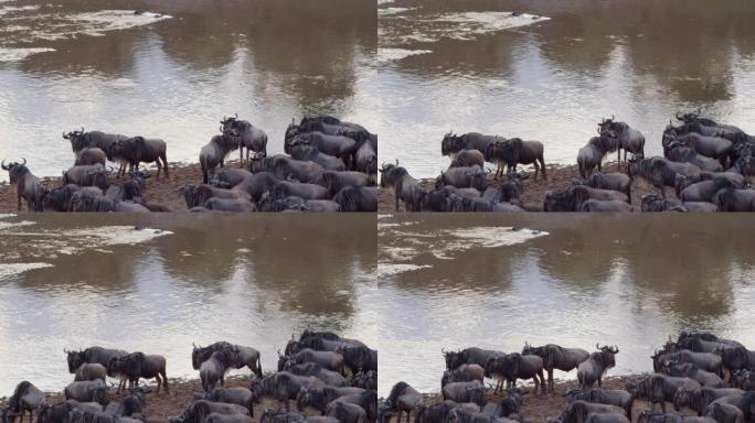 角马聚集在马拉河岸边，争论着要不要过河。