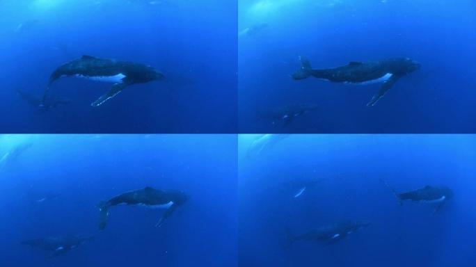 在清澈的蓝色海洋中，多只座头鲸游过吹泡泡