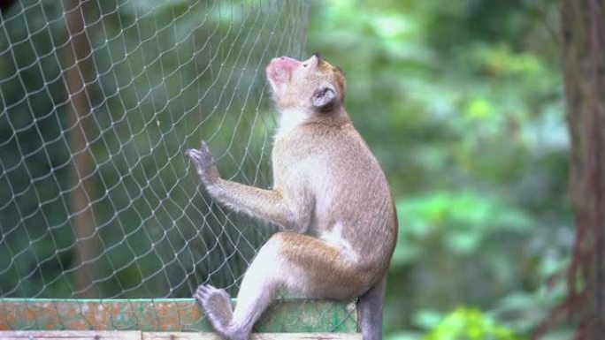 野生猴子坐在公园的网子上