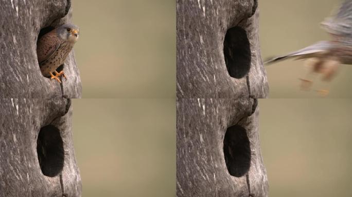 雄性普通红隼从树上的巢穴中窥视并起飞
