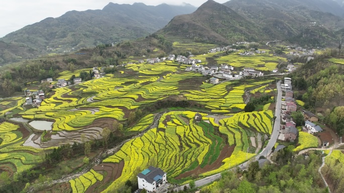 4k高清安康汉阴凤堰古梯田油菜花