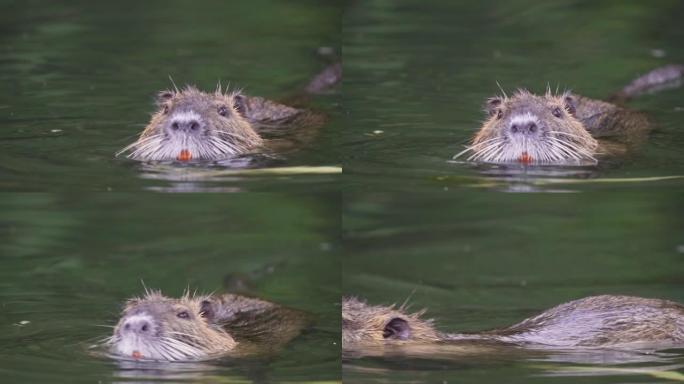 漂浮在湖上时，一只科伊普 (coypu) 用它的大橙色门齿喂养绿叶。慢动作。