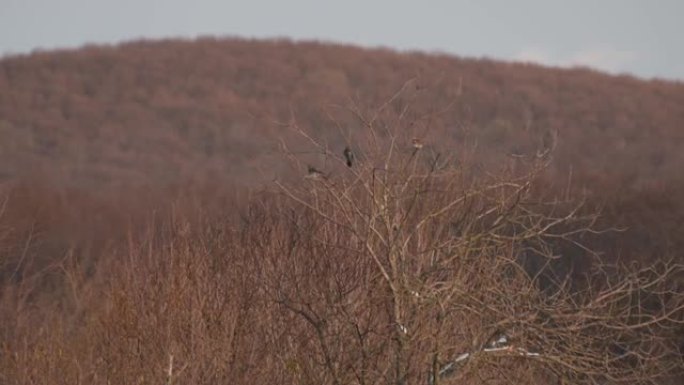 冬天一群林鸟在高大的树上