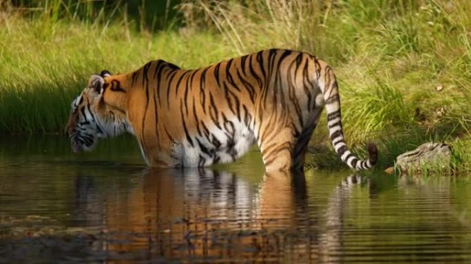 老虎站在森林的池塘里喝水