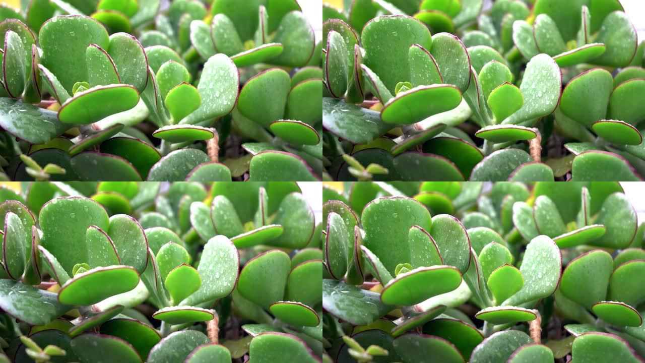 雨滴和金钱树Crassula