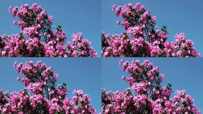 蓝色夏日天空背景上的粉色夹竹桃花。