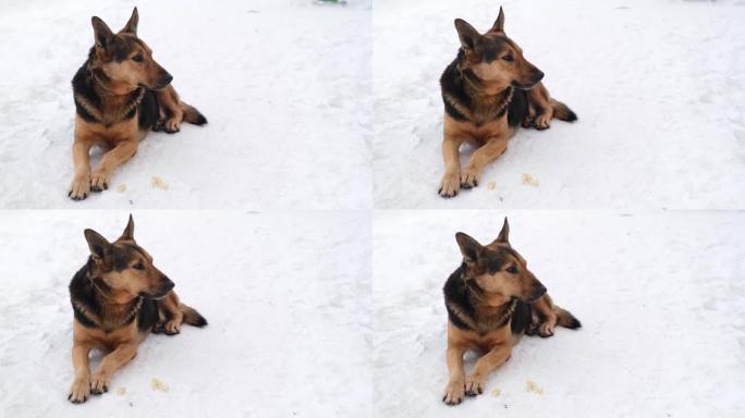 冬季，一只严肃美丽的黑棕色狗的特写镜头。没有品种的流浪狗躺在雪地里的公园里。耳朵里有芯片标签的狗