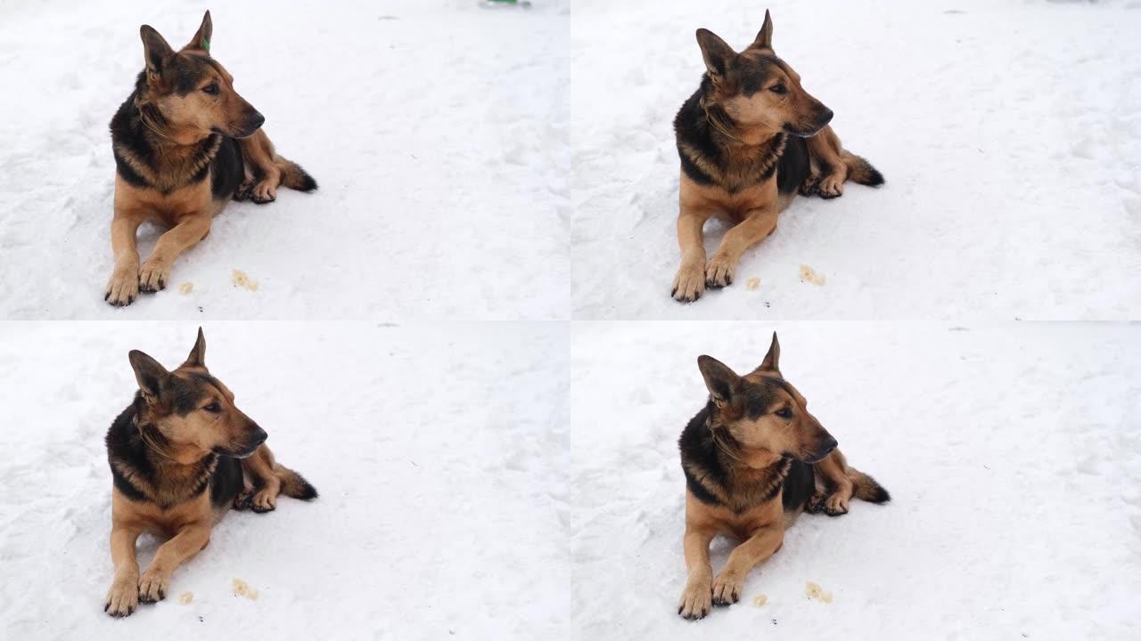冬季，一只严肃美丽的黑棕色狗的特写镜头。没有品种的流浪狗躺在雪地里的公园里。耳朵里有芯片标签的狗