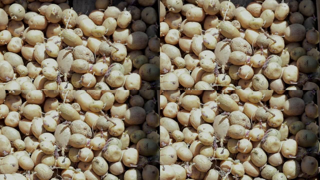 土豆的背景，用于种植发芽的芽，顶视图。发芽的老种薯。许多红色，白色和黄色发芽的土豆用于种植。马铃薯块