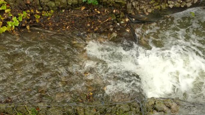 一条淡水褐鳟鱼试图在狭窄的溪流中跳上小鱼，但没有成功。