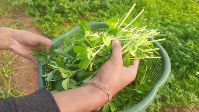 菜园里有花的胡芦巴植物。