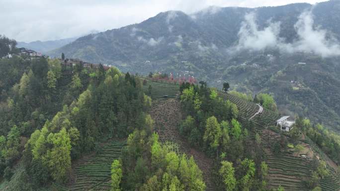 4k高清安康紫阳茶山