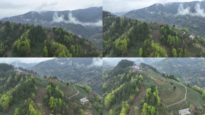 4k高清安康紫阳茶山