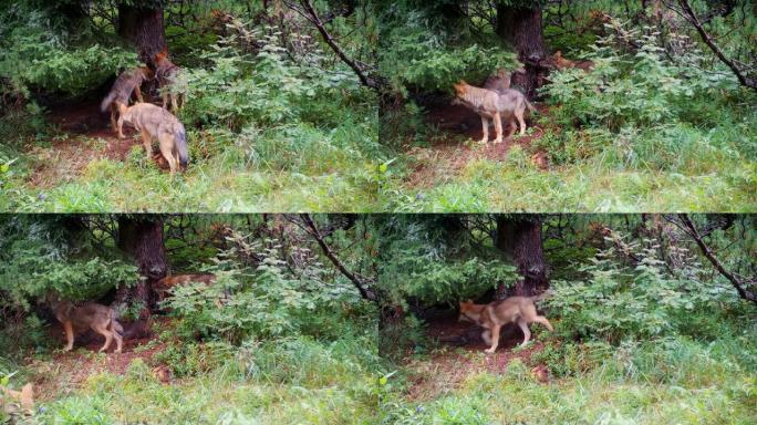 一群狼在山林中嗅着一棵有领土气味痕迹的树。