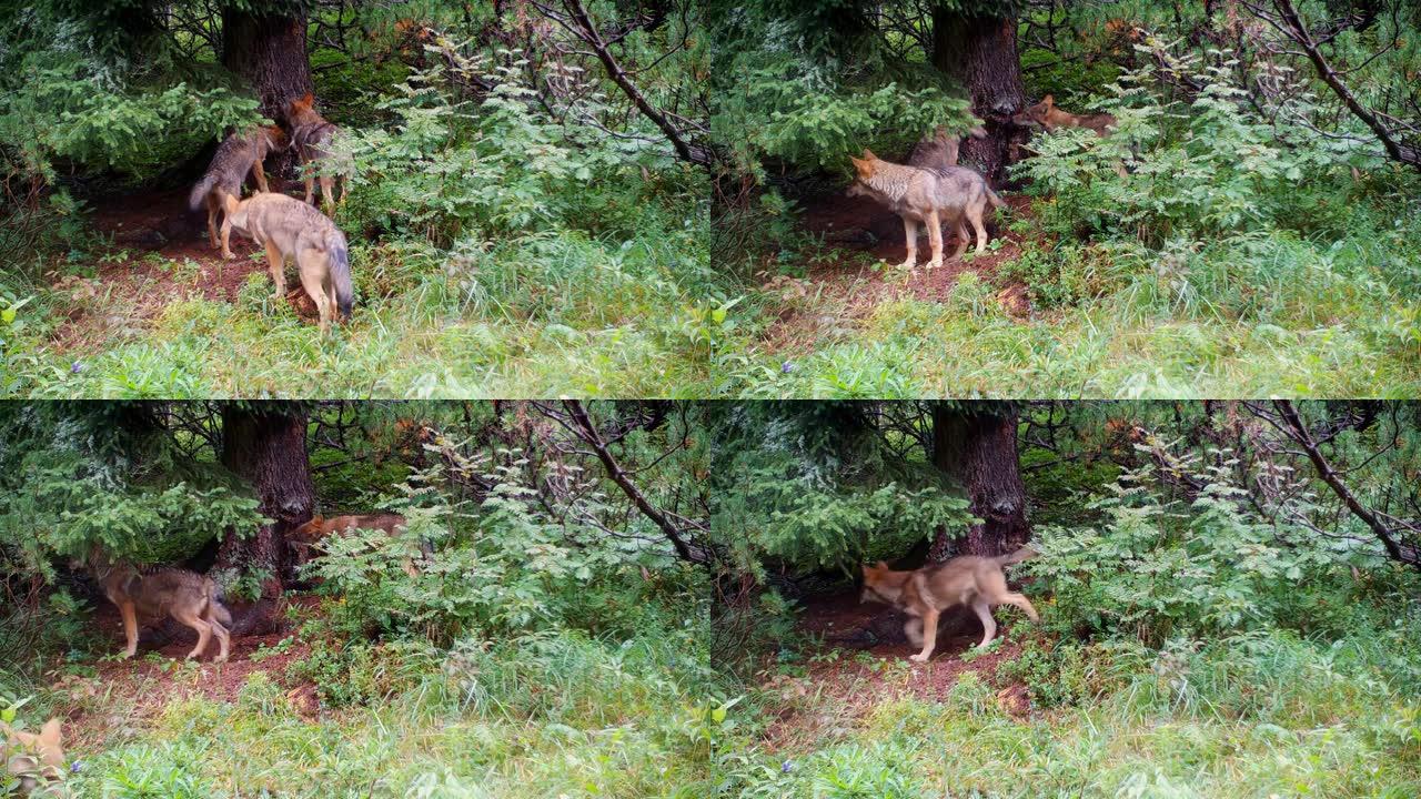 一群狼在山林中嗅着一棵有领土气味痕迹的树。