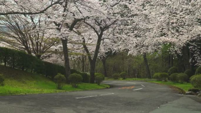 樱桃树和道路。樱花拱门