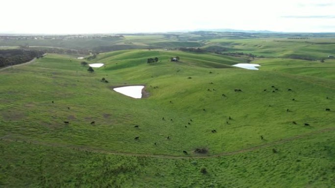 在绿色山丘上放牧的奶牛的空中无人机剪辑。