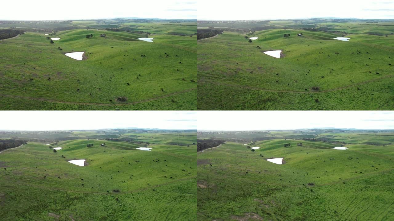 在绿色山丘上放牧的奶牛的空中无人机剪辑。